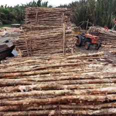 Đóng cừ 